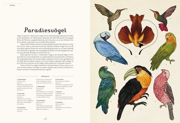 Produktbild: Das Museum der Tiere