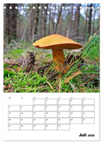 Produktbild: Heimische Waldpilze (Tischkalender 2026 DIN A5 hoch), CALVENDO Monatskalender