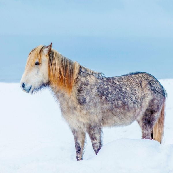 Produktbild: Magic Horses 2027