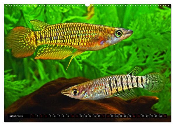 Produktbild: Beliebte Fische der Welt (Wandkalender 2026 DIN A2 quer), CALVENDO Monatskalender