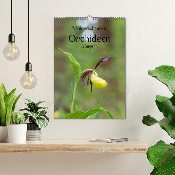 Produktbild: Wildwachsende Orchideen in Bayern (Wandkalender 2026 DIN A3 hoch), CALVENDO Monatskalender