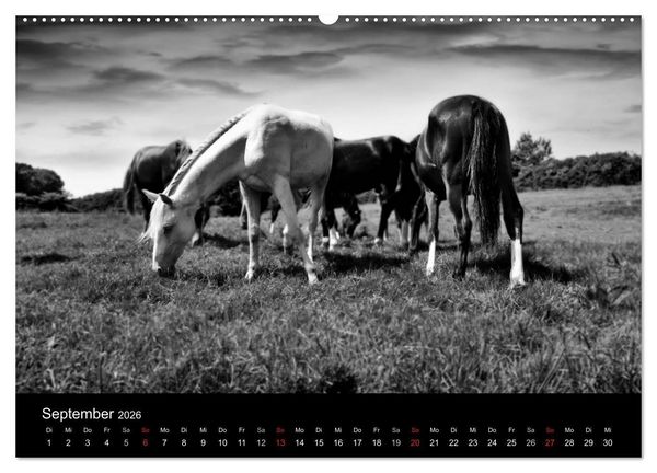 Produktbild: Pferde 2026 Wild Thing (Wandkalender 2026 DIN A2 quer), CALVENDO Monatskalender