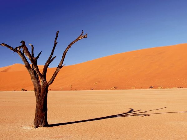 Produktbild: CALVENDO Puzzle Dead Vlei in Namibia | 1000 Teile Lege-Gr&ouml;&szlig;e 64x48cm Foto-Puzzle f&uuml;r gl&uuml;ckliche Stunden