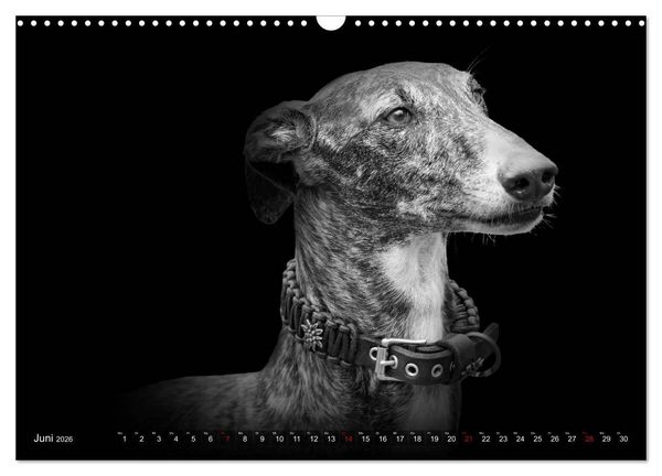 Produktbild: Galgo Espa&ntilde;ol - der spanische Windhund 2026 (Wandkalender 2026 DIN A3 quer), CALVENDO Monatskalender