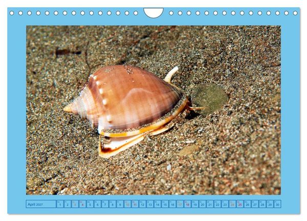 Produktbild: Meeres-Schnecken (Wandkalender 2027 DIN A4 quer), CALVENDO Monatskalender