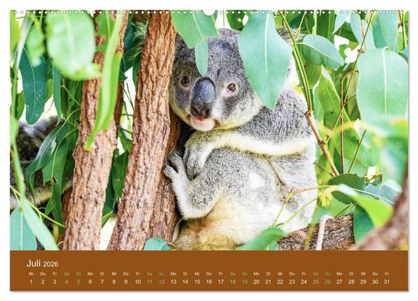 Produktbild: Koalas, putzige Gesellen (Wandkalender 2026 DIN A2 quer), CALVENDO Monatskalender