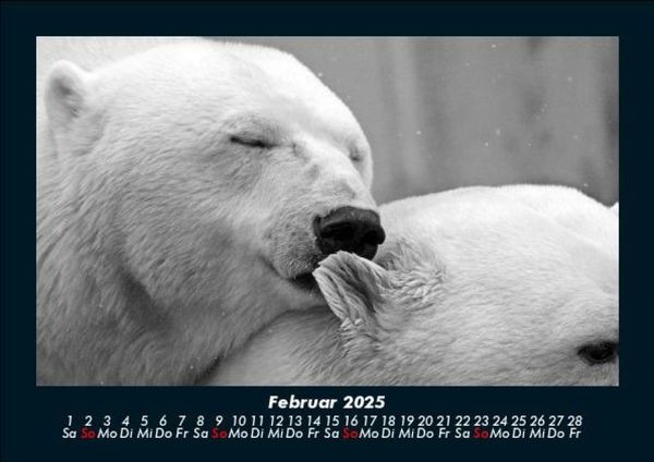 Produktbild: Eisb&auml;ren 2025 Fotokalender DIN A5