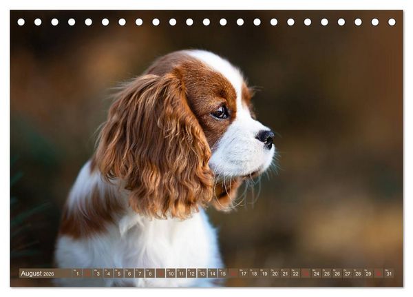 Produktbild: Der Welpenkalender - Cavalier King Charles Spaniel (Tischkalender 2026 DIN A5 quer), CALVENDO Monatskalender