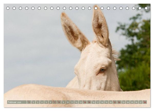 Produktbild: Wei&szlig;e Esel - M&auml;rchenhafte Langohren (Tischkalender 2026 DIN A5 quer), CALVENDO Monatskalender