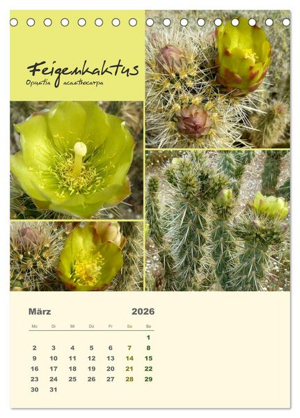 Produktbild: Kakteen der US-S&uuml;dweststaaten (Tischkalender 2026 DIN A5 hoch), CALVENDO Monatskalender