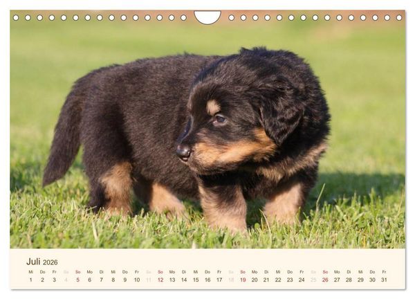 Produktbild: Hovawarte - einmal anders (Wandkalender 2026 DIN A4 quer), CALVENDO Monatskalender
