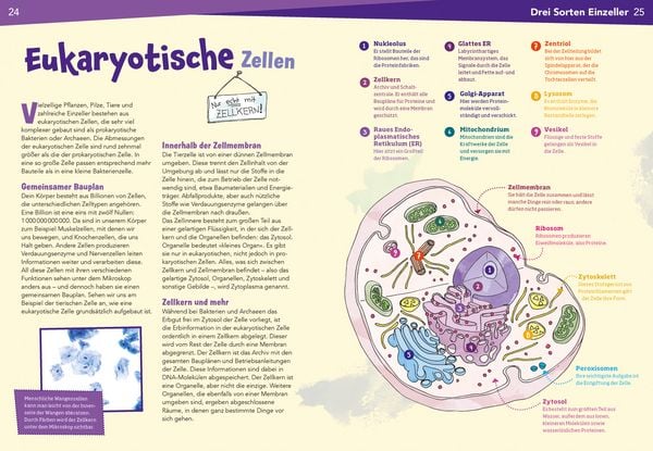 Produktbild: WAS IST WAS Naturwissenschaften easy! Biologie. Die Zelle