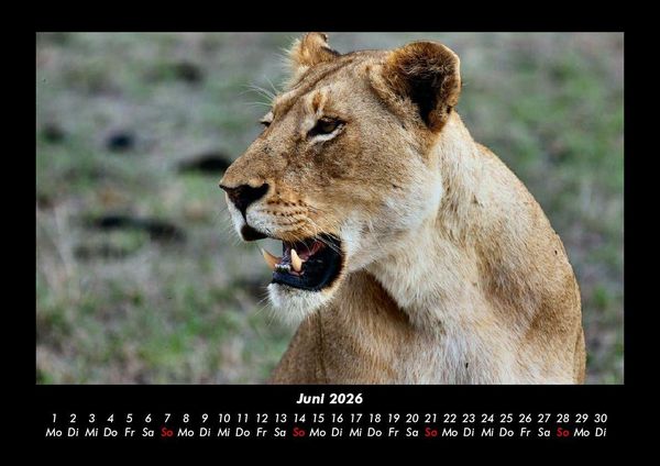 Produktbild: L&ouml;wen in der Wildnis 2026 Fotokalender DIN A3