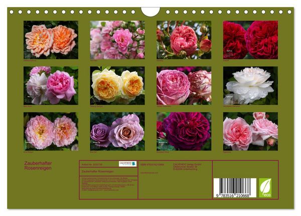 Produktbild: Zauberhafter Rosenreigen (Wandkalender 2026 DIN A4 quer), CALVENDO Monatskalender