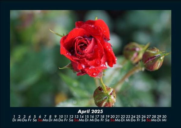 Produktbild: Blumenkalender 2025 Fotokalender DIN A5