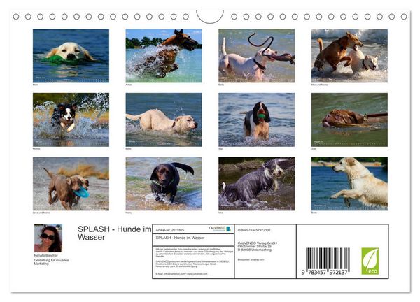Produktbild: SPLASH - Hunde im Wasser (Wandkalender 2026 DIN A4 quer), CALVENDO Monatskalender