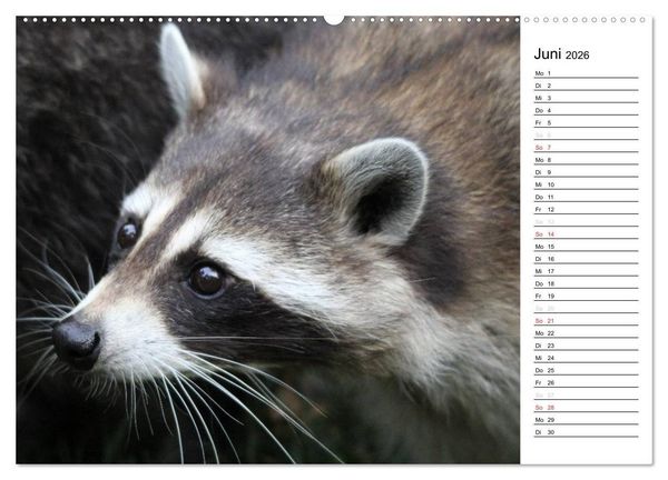 Produktbild: Der kleine R&auml;uber mit Maske - Waschb&auml;ren (Wandkalender 2026 DIN A2 quer), CALVENDO Monatskalender