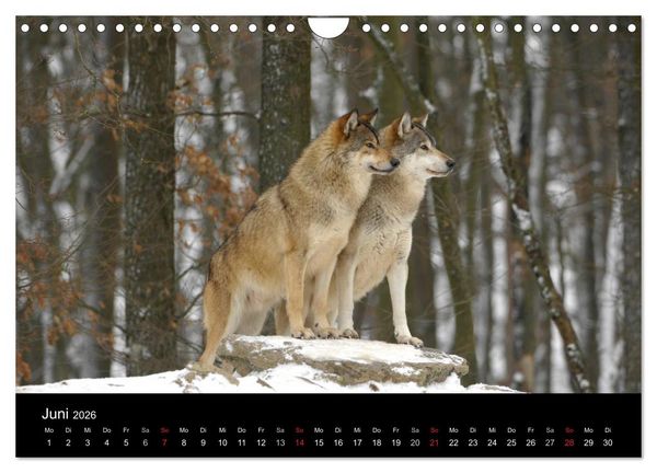 Produktbild: Kanadische W&ouml;lfe im Winter (Wandkalender 2026 DIN A4 quer), CALVENDO Monatskalender