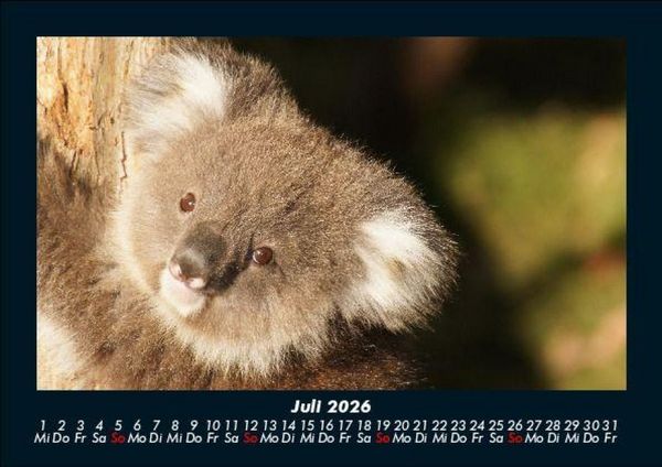 Produktbild: Koala 2026 Fotokalender DIN A5