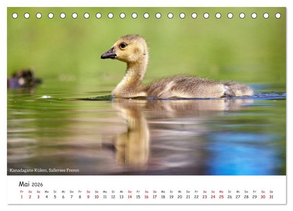 Produktbild: Emsland Impressionen (Tischkalender 2026 DIN A5 quer), CALVENDO Monatskalender