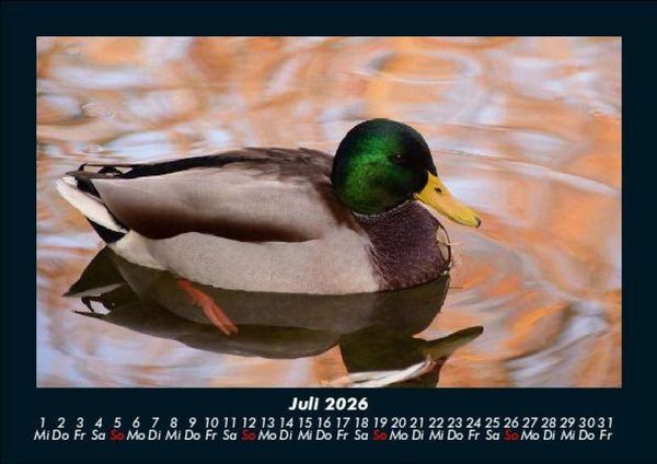 Produktbild: Enten 2026 Fotokalender DIN A5