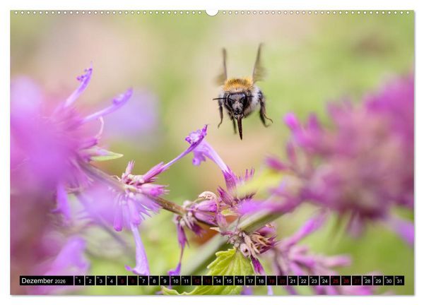 Produktbild: Hummeln - Flugaufnahmen eines faszinierenden Insekts (hochwertiger Premium Wandkalender 2026 DIN A2 quer), Kunstdruck in Hochglanz