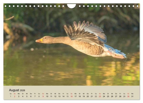 Produktbild: G&auml;nse. Von wegen dumme Gans! (Wandkalender 2026 DIN A4 quer), CALVENDO Monatskalender