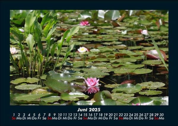 Produktbild: Pflanzen und Bl&uuml;ten 2025 Fotokalender DIN A5