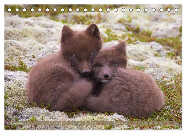 Produktbild: Polarfuchs-Welpen (Tischkalender 2026 DIN A5 quer), CALVENDO Monatskalender