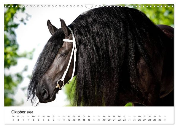 Produktbild: Pferde - Magdalena Strakova (Wandkalender 2026 DIN A3 quer), CALVENDO Monatskalender