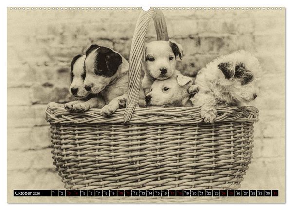 Produktbild: Parson Jack Russel Welpen (hochwertiger Premium Wandkalender 2026 DIN A2 quer), Kunstdruck in Hochglanz