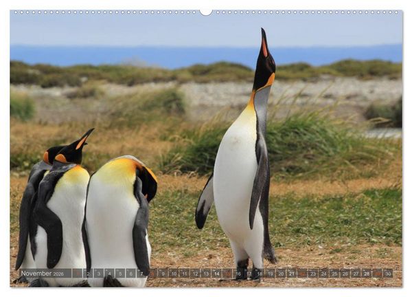 Produktbild: Pinguine in Patagonien (Wandkalender 2026 DIN A2 quer), CALVENDO Monatskalender