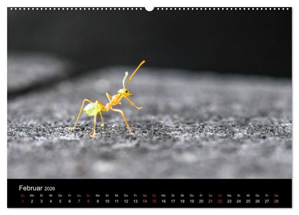 Produktbild: Australien, tierischer Kontinent (Wandkalender 2026 DIN A2 quer), CALVENDO Monatskalender