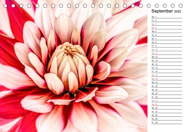 Produktbild: Bl&uuml;hende Dahlien (Tischkalender 2022 DIN A5 quer)