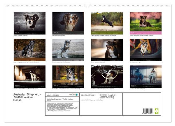 Produktbild: Australian Shepherd - Vielfalt in einer Rasse (Wandkalender 2026 DIN A2 quer), CALVENDO Monatskalender