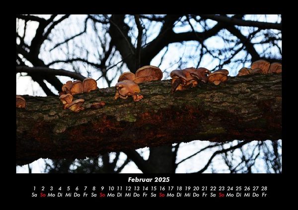 Produktbild: Pilzkalender 2025 Fotokalender DIN A3