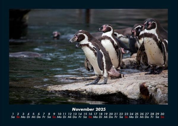 Produktbild: Pinguine & Eisb&auml;ren 2025 Fotokalender DIN A4