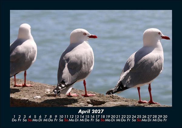 Produktbild: Tiere in der Wildnis 2027 Fotokalender DIN A5