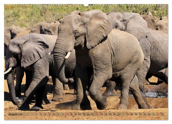 Produktbild: Elefanten in Afrika (hochwertiger Premium Wandkalender 2026 DIN A2 quer), Kunstdruck in Hochglanz