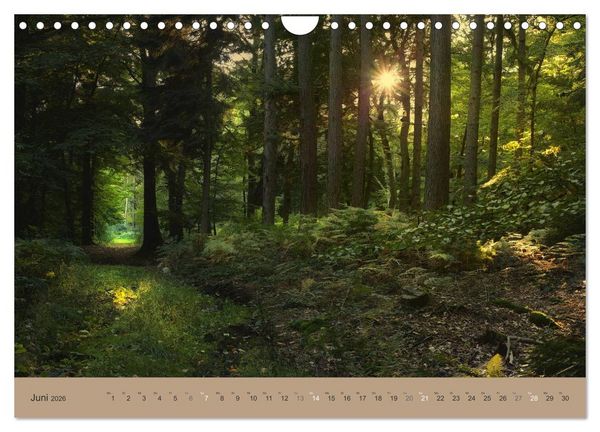 Produktbild: Unser Wald - Magische Sichten in norddeutsche W&auml;lder (Wandkalender 2026 DIN A4 quer), CALVENDO Monatskalender