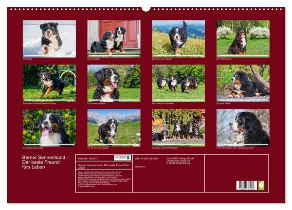 Produktbild: Berner Sennenhund - Der beste Freund f&uuml;rs Leben (Wandkalender 2026 DIN A2 quer), CALVENDO Monatskalender