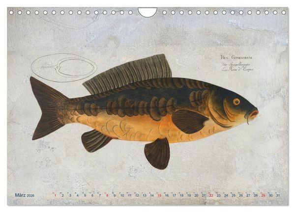 Produktbild: Antike Fischillustrationen nach Marcus Elieser Bloch (Wandkalender 2026 DIN A4 quer), CALVENDO Monatskalender