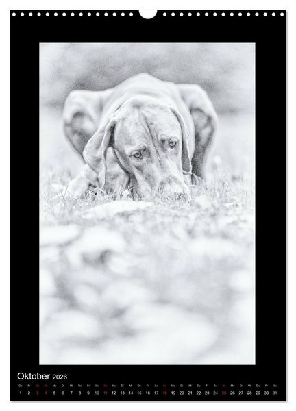 Produktbild: Vizsla-Liebe (Wandkalender 2026 DIN A3 hoch), CALVENDO Monatskalender