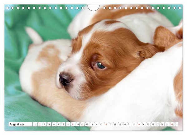 Produktbild: Irish Red and White Setter Welpen (Wandkalender 2026 DIN A4 quer), CALVENDO Monatskalender