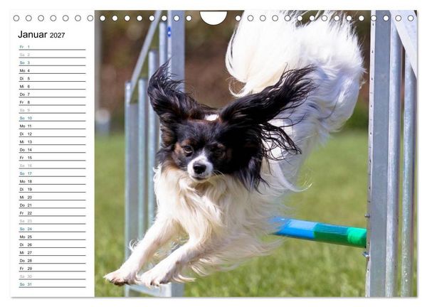 Produktbild: Agility - Sport und Spass (Wandkalender 2027 DIN A4 quer), CALVENDO Monatskalender
