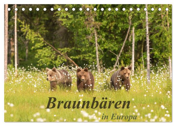 Produktbild: Braunb&auml;ren in Europa (Tischkalender 2026 DIN A5 quer), CALVENDO Monatskalender