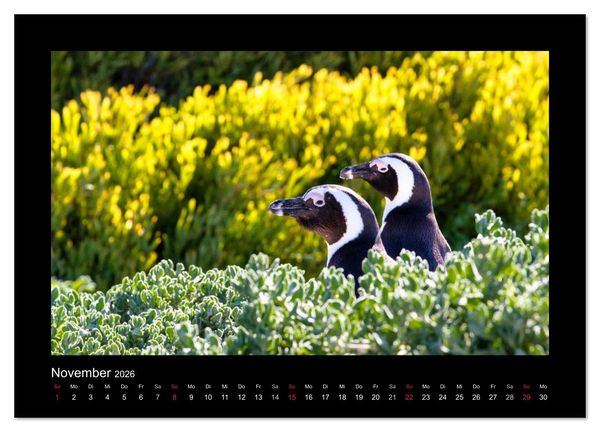 Produktbild: S&uuml;dafrika - Garden Route (Wandkalender 2026 DIN A2 quer), CALVENDO Monatskalender