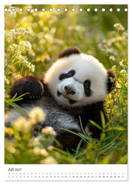 Produktbild: Panda Momente (Tischkalender 2027 DIN A5 hoch), CALVENDO Monatskalender