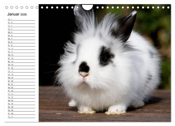 Produktbild: Kaninchen - knuddelige Hausgenossen (Wandkalender 2026 DIN A4 quer), CALVENDO Monatskalender