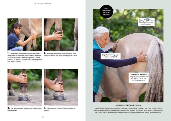 Produktbild: Vertrauen st&auml;rken mit Tellington Training